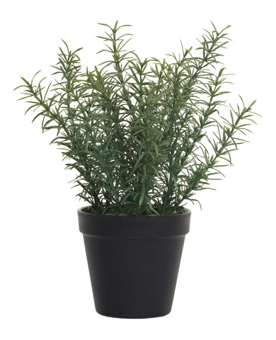 12" Potted Rosemary Plant