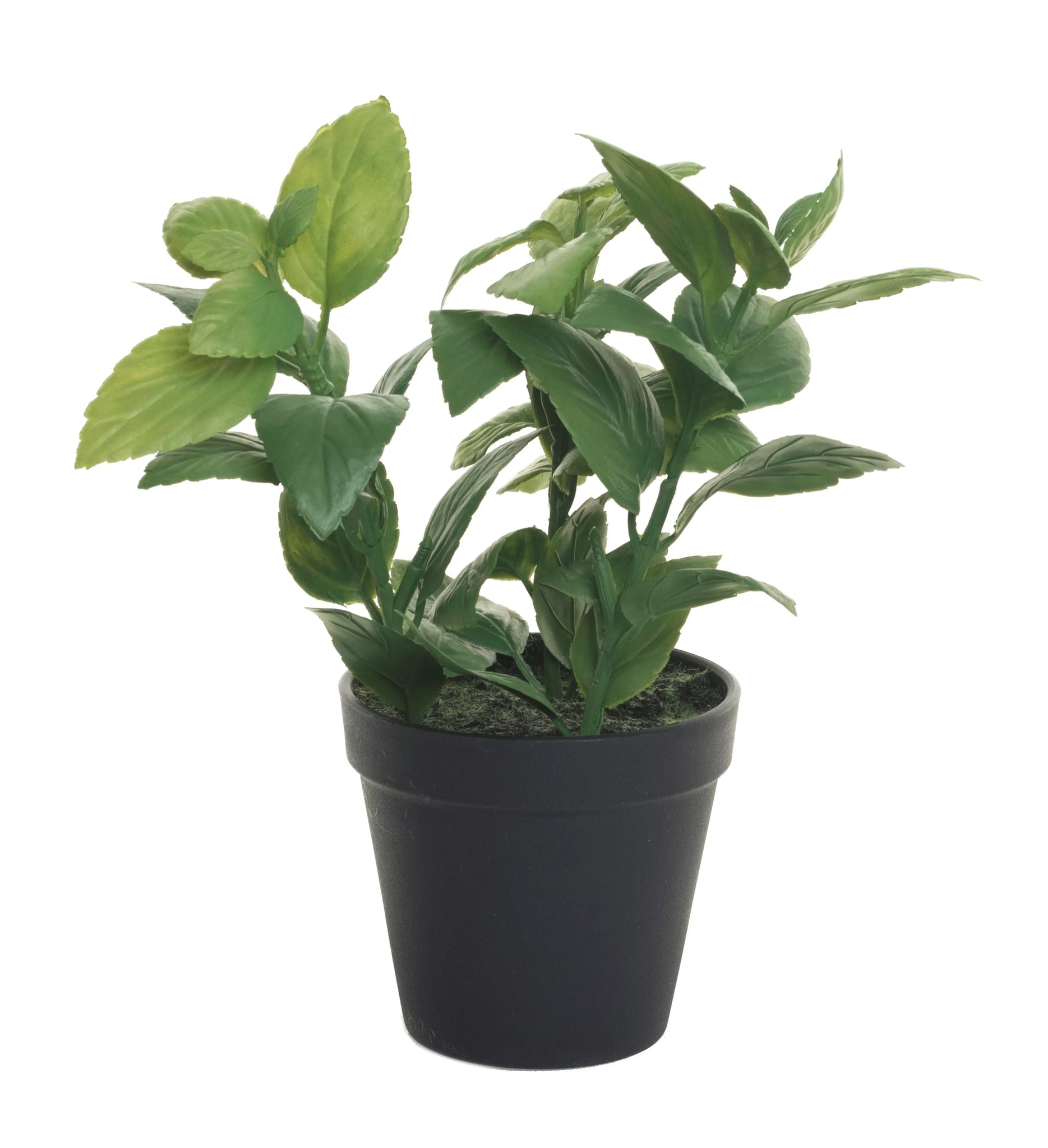 10" Mint Leaf